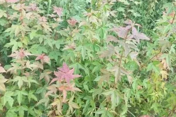 三角枫种植技术
