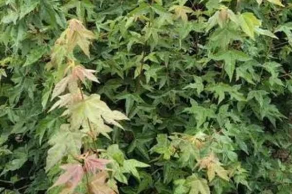 三角枫种植技术