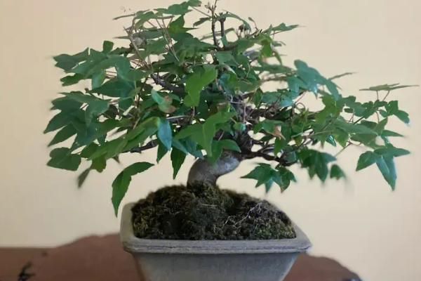 三角枫种植技术