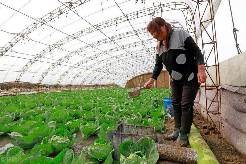 冬季蔬菜大棚种植技术