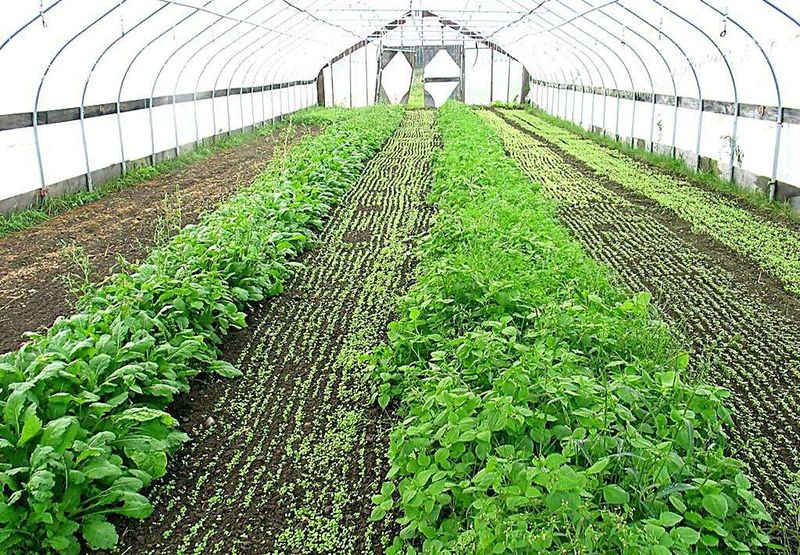 冬季蔬菜大棚种植技术