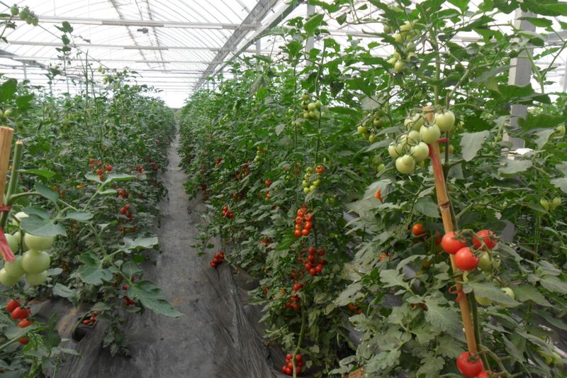 冬季蔬菜大棚种植技术
