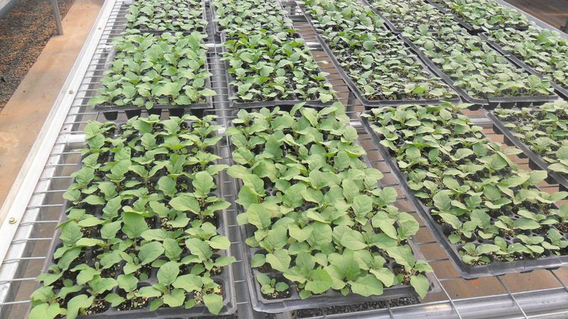 冬季蔬菜大棚种植技术