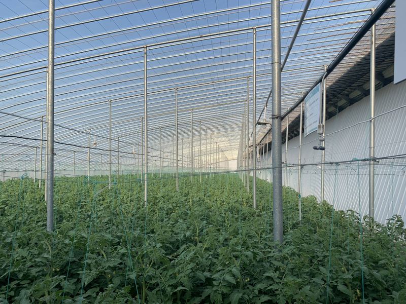 冬季蔬菜大棚种植技术
