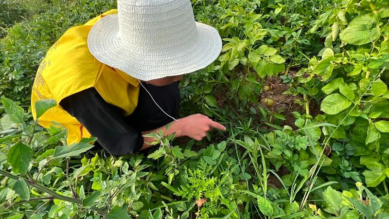 Recent potato cultivation techniques