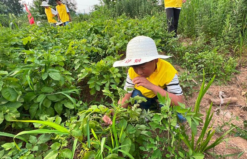 Recent potato cultivation techniques