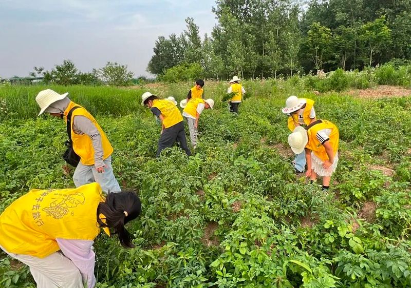 Recent potato cultivation techniques