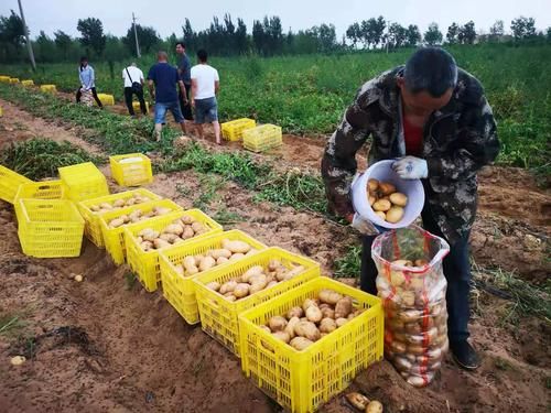 Recent potato cultivation techniques