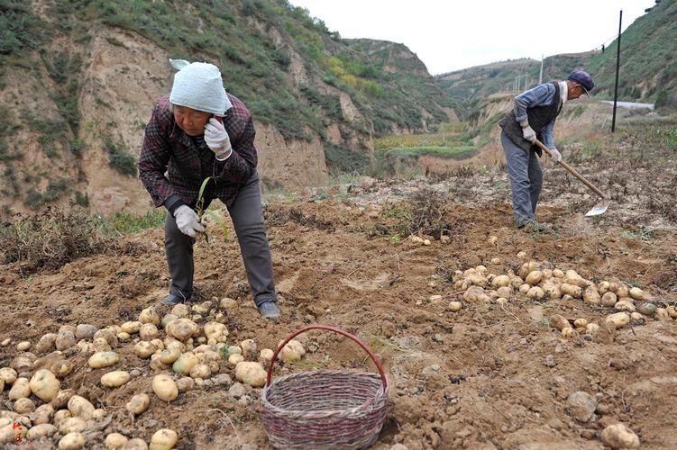 Recent potato cultivation techniques