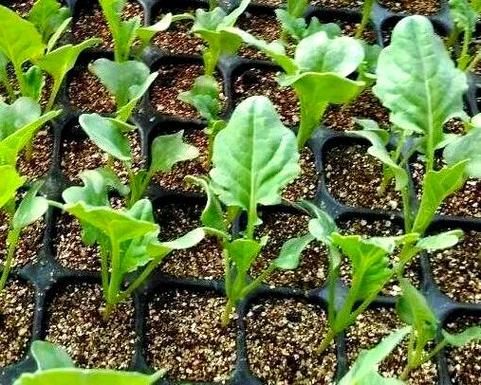 河北秋季菜花种植技术