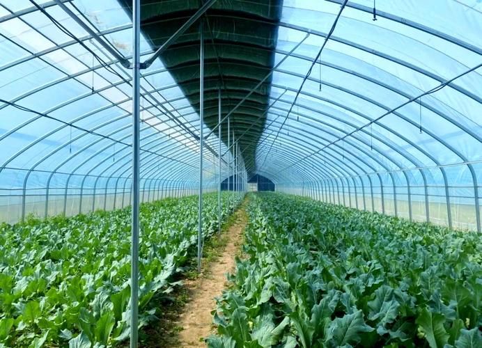 冬季蔬菜大棚种植技术
