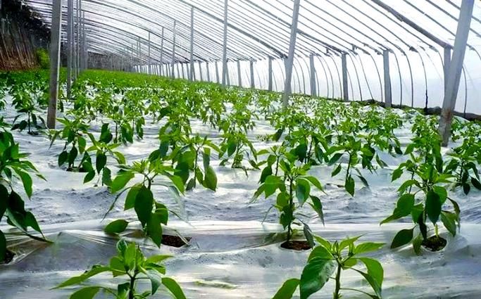 冬季蔬菜大棚种植技术