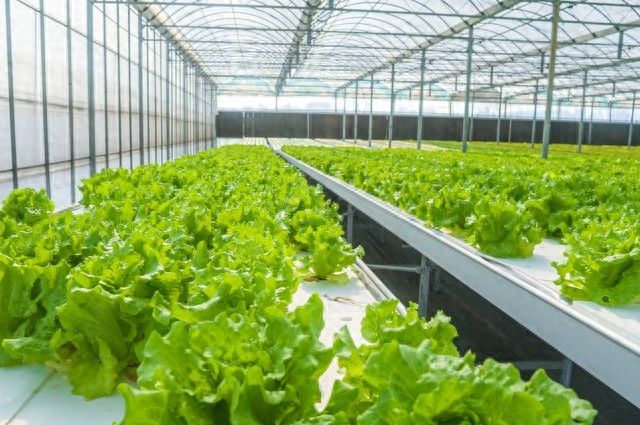 大棚蔬菜温度调控秘诀：冬季三茬高产，实操技巧全公开