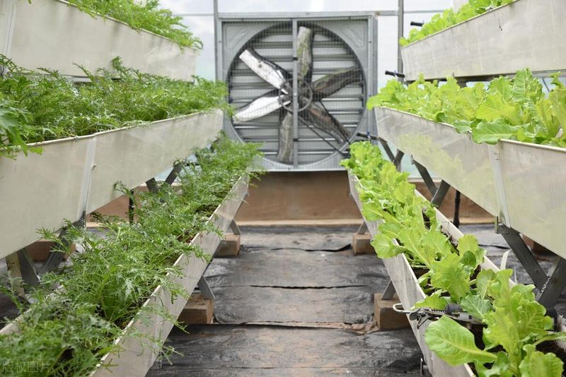 冬季蔬菜大棚种植技术