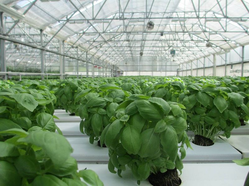 冬季蔬菜大棚种植技术