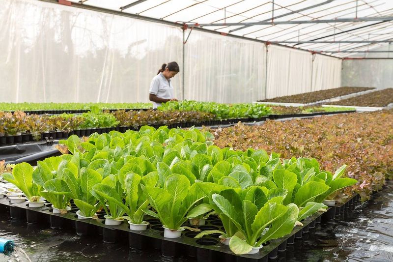 冬季蔬菜大棚种植技术