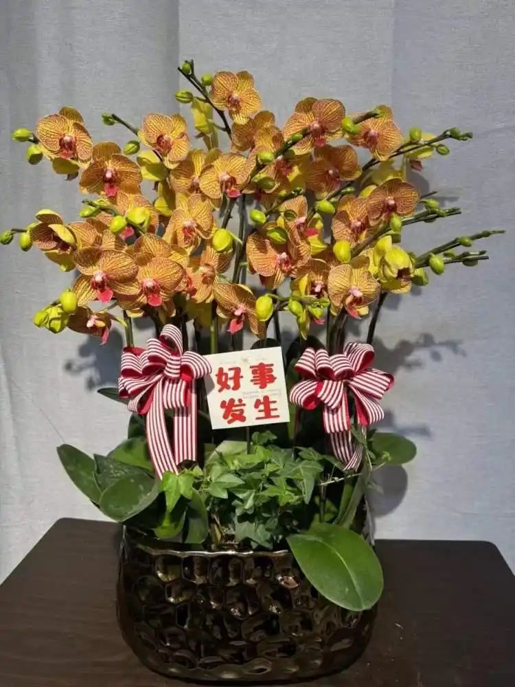 4厘米冬红海棠价格