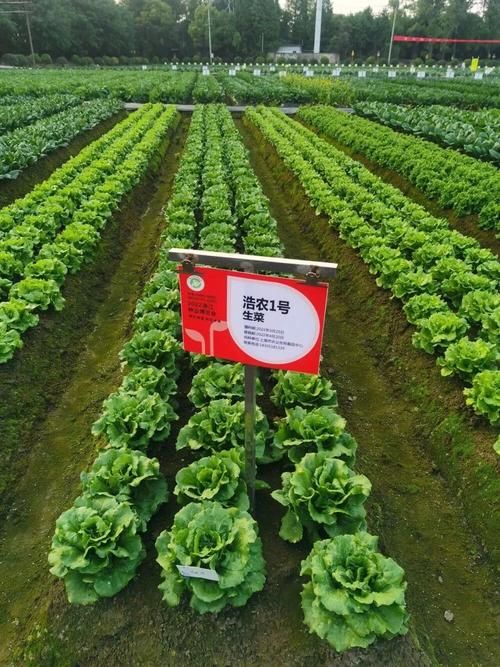 生菜的种植方法视频