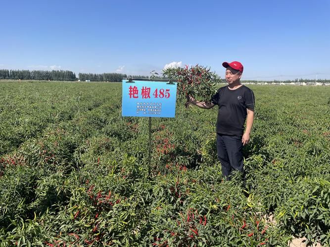生菜的种植方法视频
