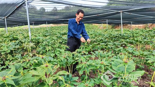 重楼种植技术