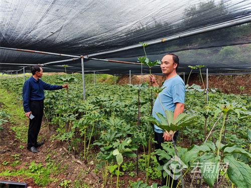 重楼种植技术