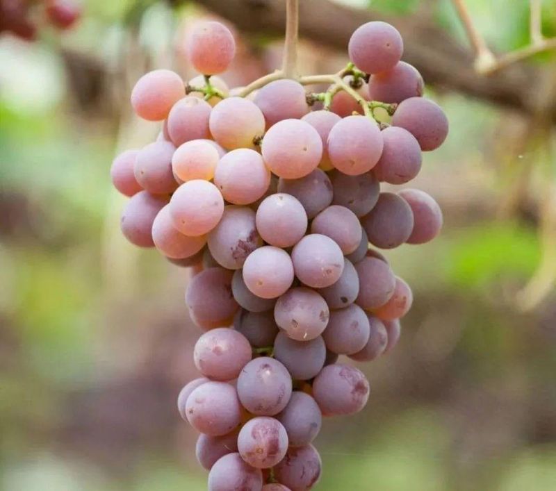 Wine knowledge