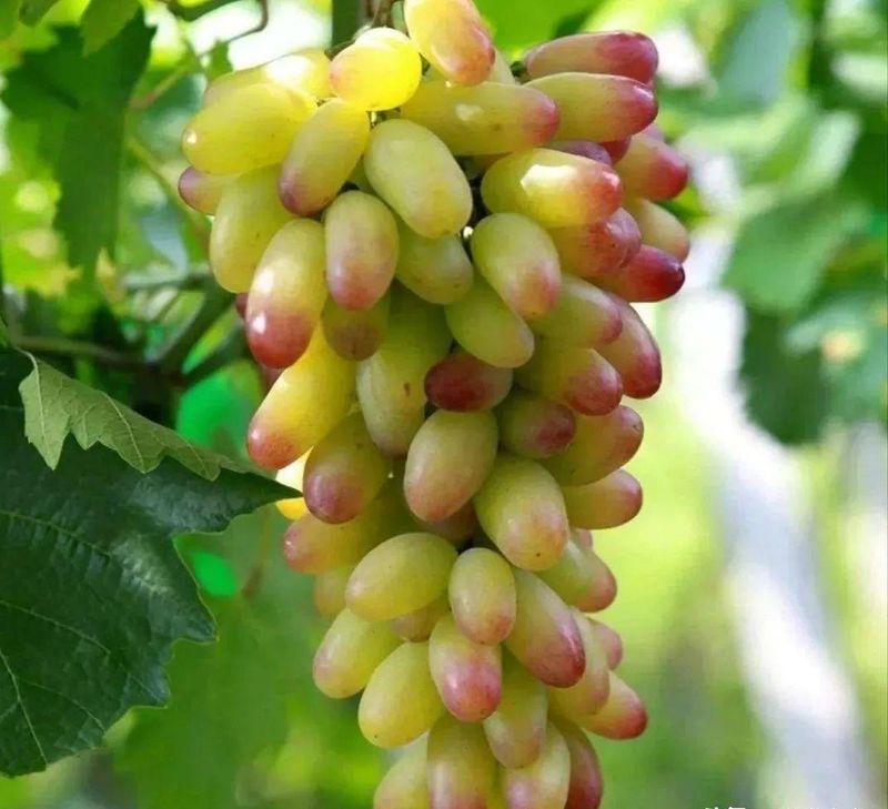 Wine knowledge