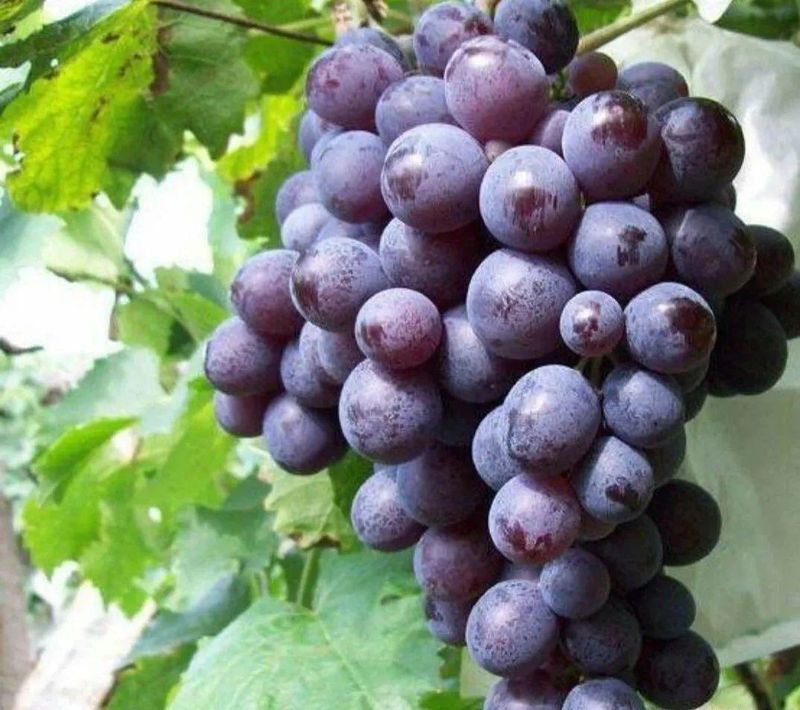 Wine knowledge