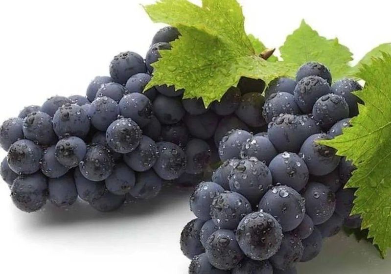 Wine knowledge