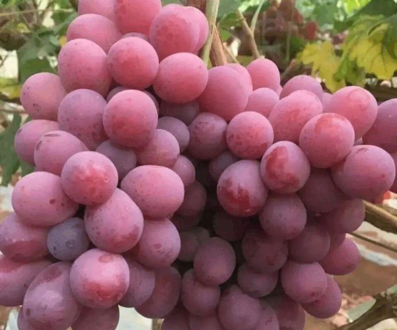 Wine knowledge