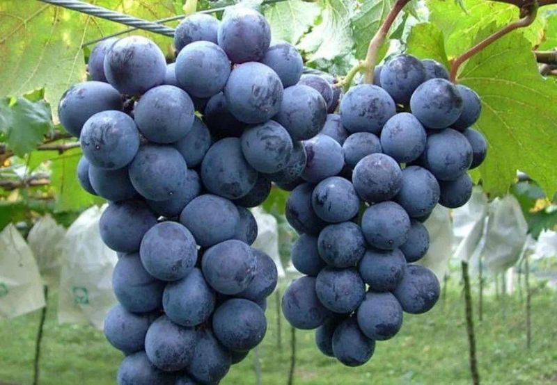 Wine knowledge