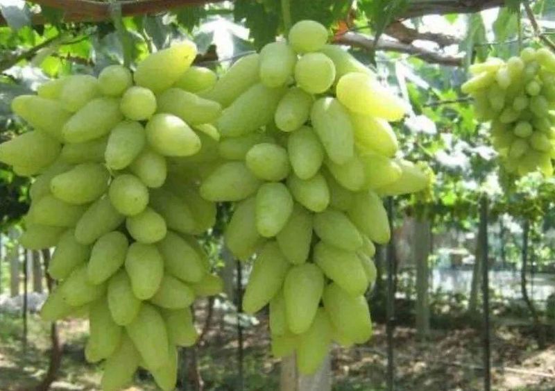 Wine knowledge