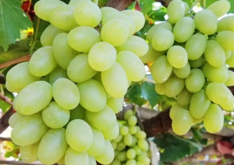 Wine knowledge