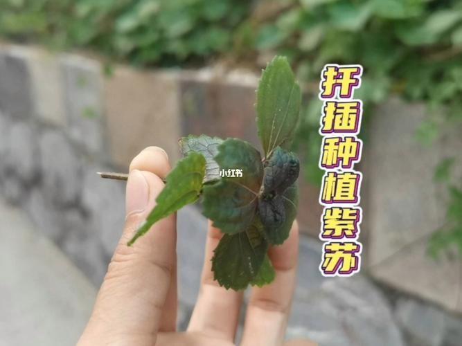 紫苏的种植方法和时间