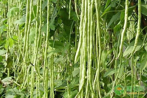 大棚豆角种植技术视频