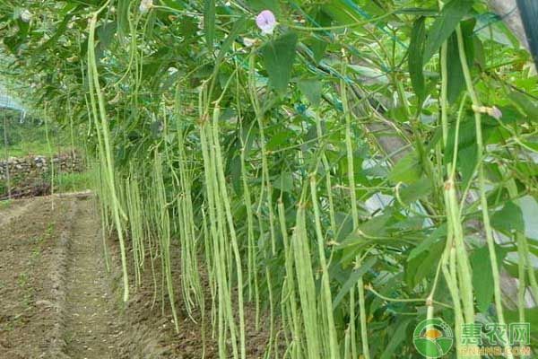 大棚豆角种植技术视频
