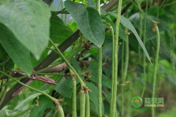 大棚豆角种植技术视频