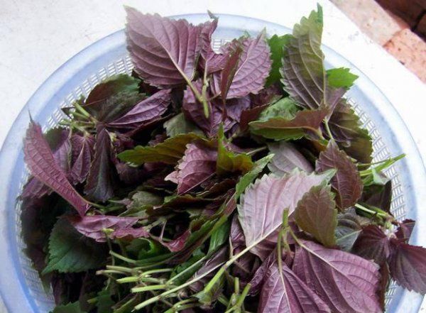 紫苏的种植方法和时间