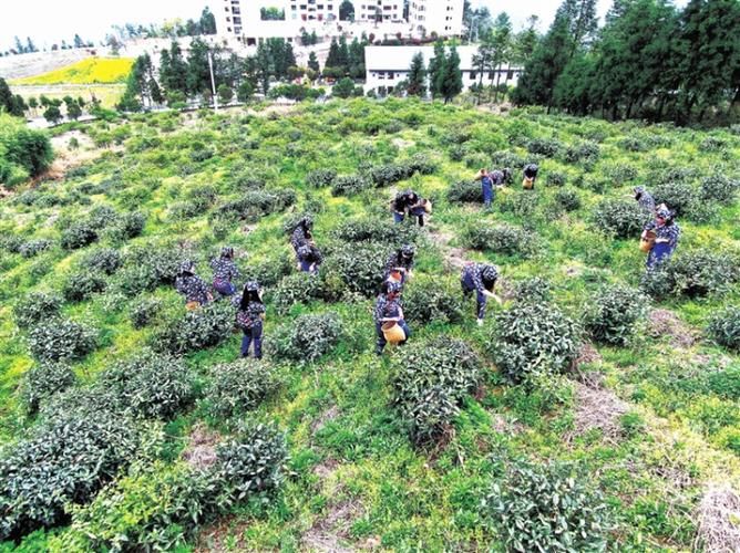 中药材桔梗种植技术