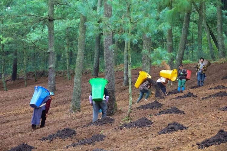 中药材桔梗种植技术