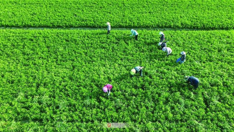 中药材桔梗种植技术