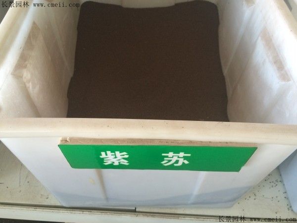 紫苏的种植方法和时间