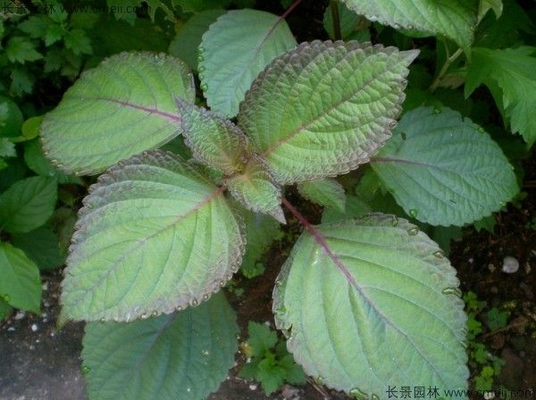紫苏的种植方法和时间