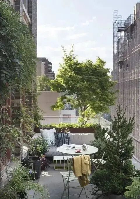 阳台葡萄树的种植方法
