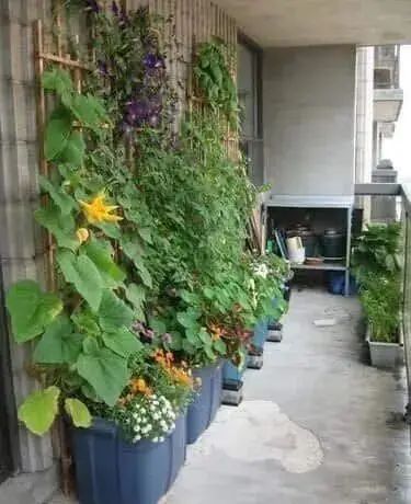 阳台葡萄树的种植方法