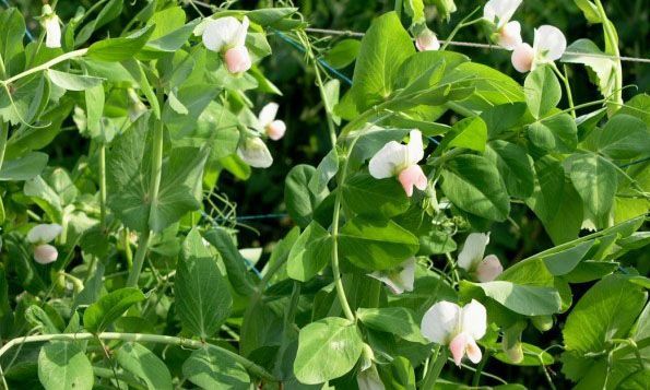 大棚豆角种植技术视频