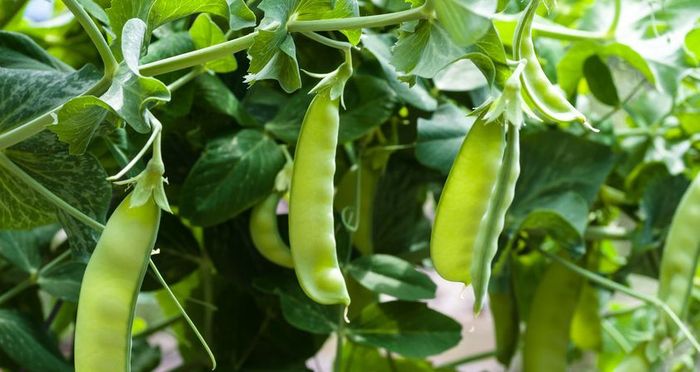 大棚豆角种植技术视频