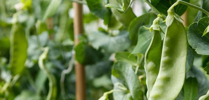 大棚豆角种植技术视频
