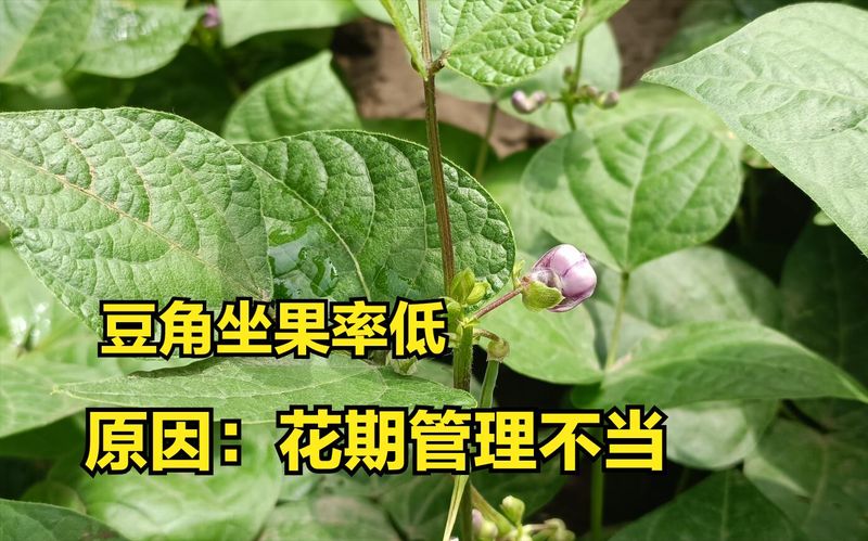 大棚豆角种植技术视频