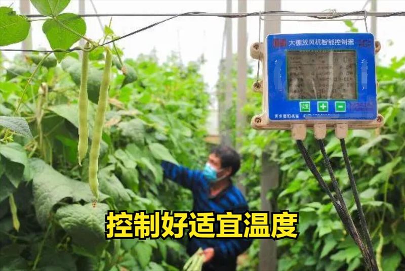 大棚豆角种植技术视频